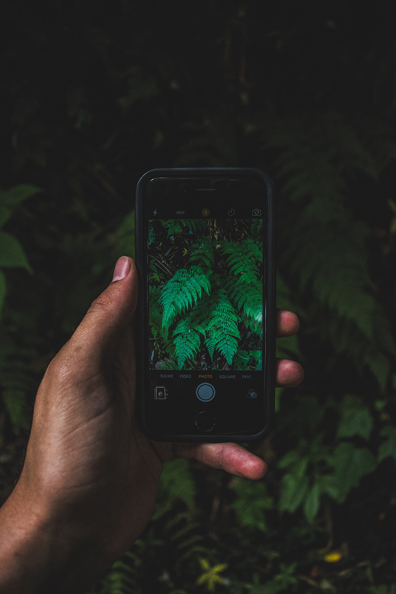 A smartphone resting among leaves